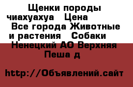 Щенки породы чиахуахуа › Цена ­ 12 000 - Все города Животные и растения » Собаки   . Ненецкий АО,Верхняя Пеша д.